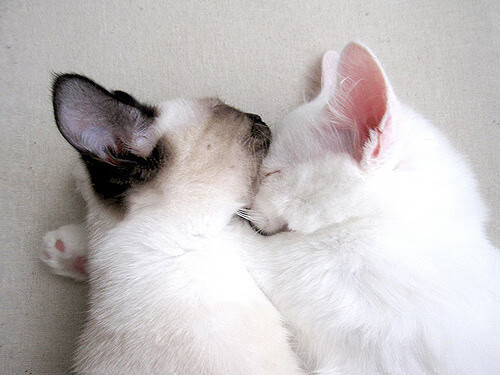 单节风暴定乾坤！阿劳霍关键先生闪耀，塞内加尔力克喀麦隆