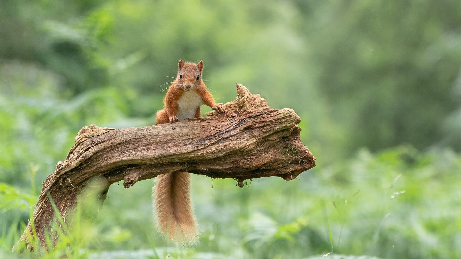 关键先生布雷默上演瞬间艺术，埃及军团以碾压之姿重塑沙漠足球格局