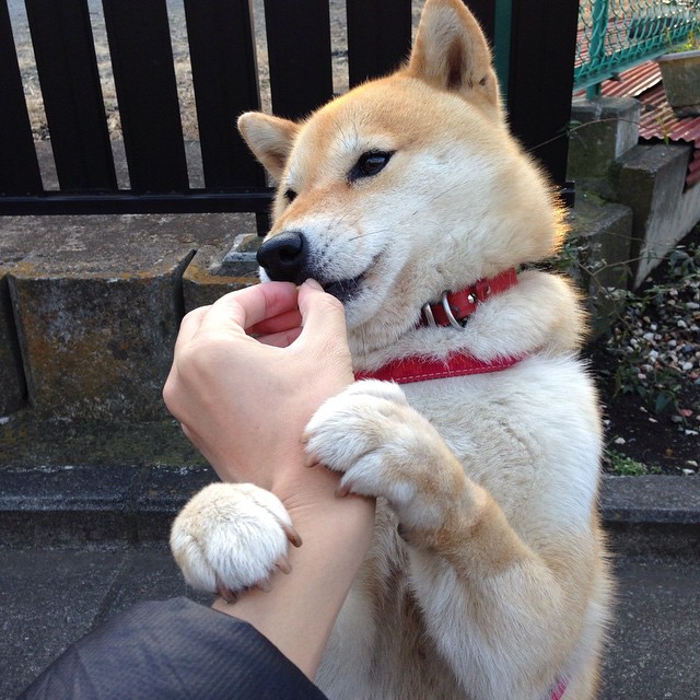 意志的较量,从德甲天王山到CBA逆转夜