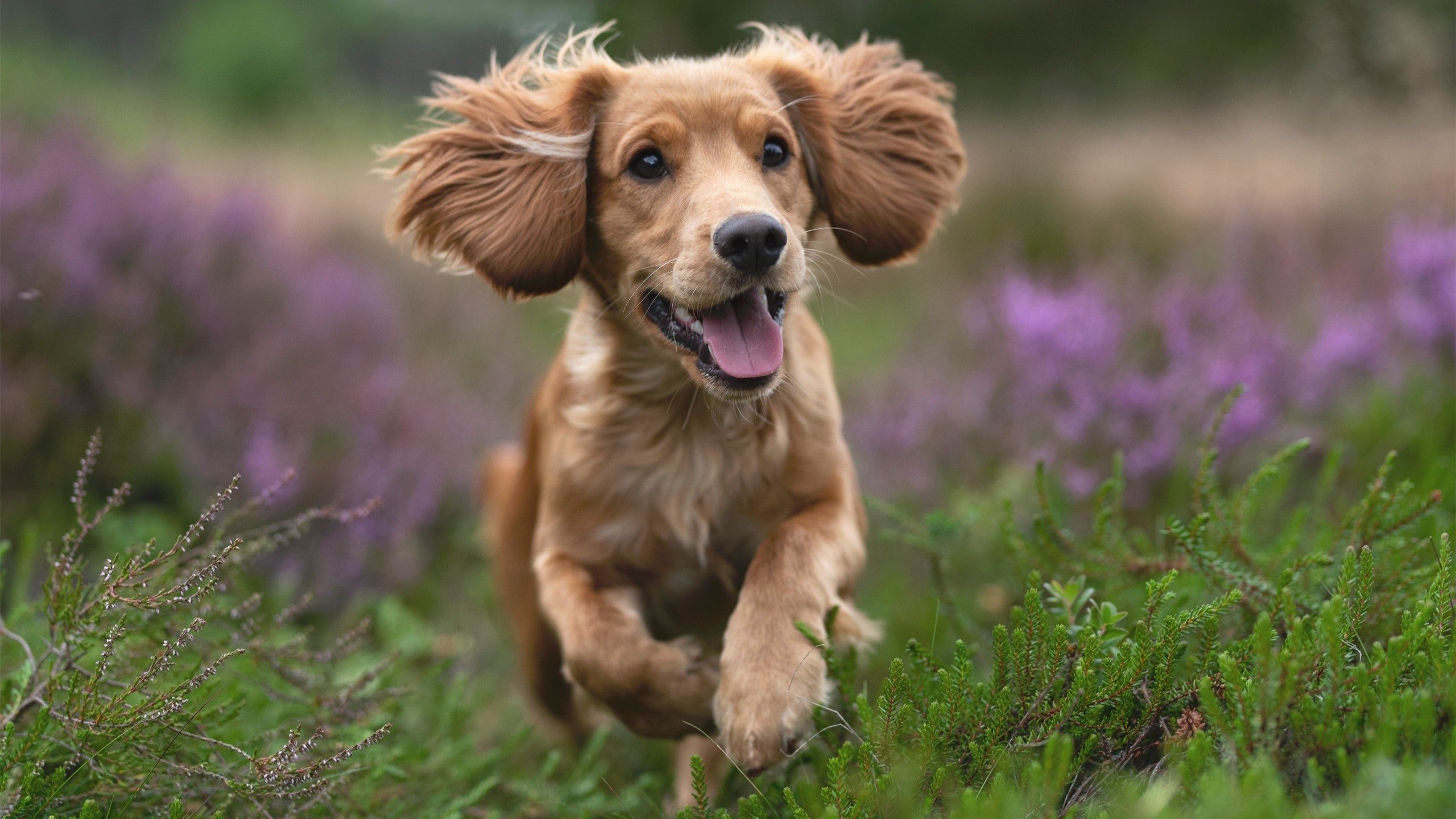 金色少年征服绿茵场,贝林厄姆之夜,厄瓜多尔的十字路口