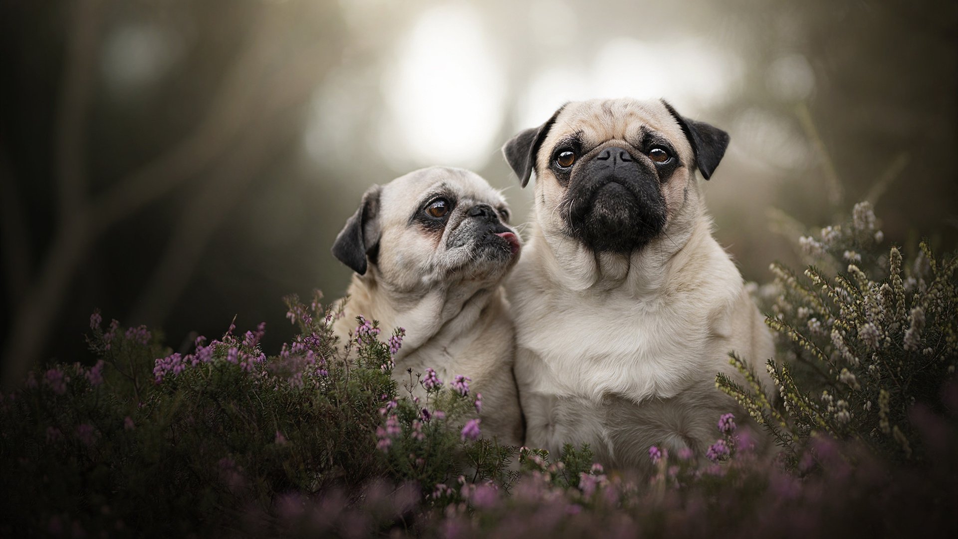 开云体育登录-节奏大师的胜利，贝林厄姆如何带动莱比锡红牛斩落欧联之王