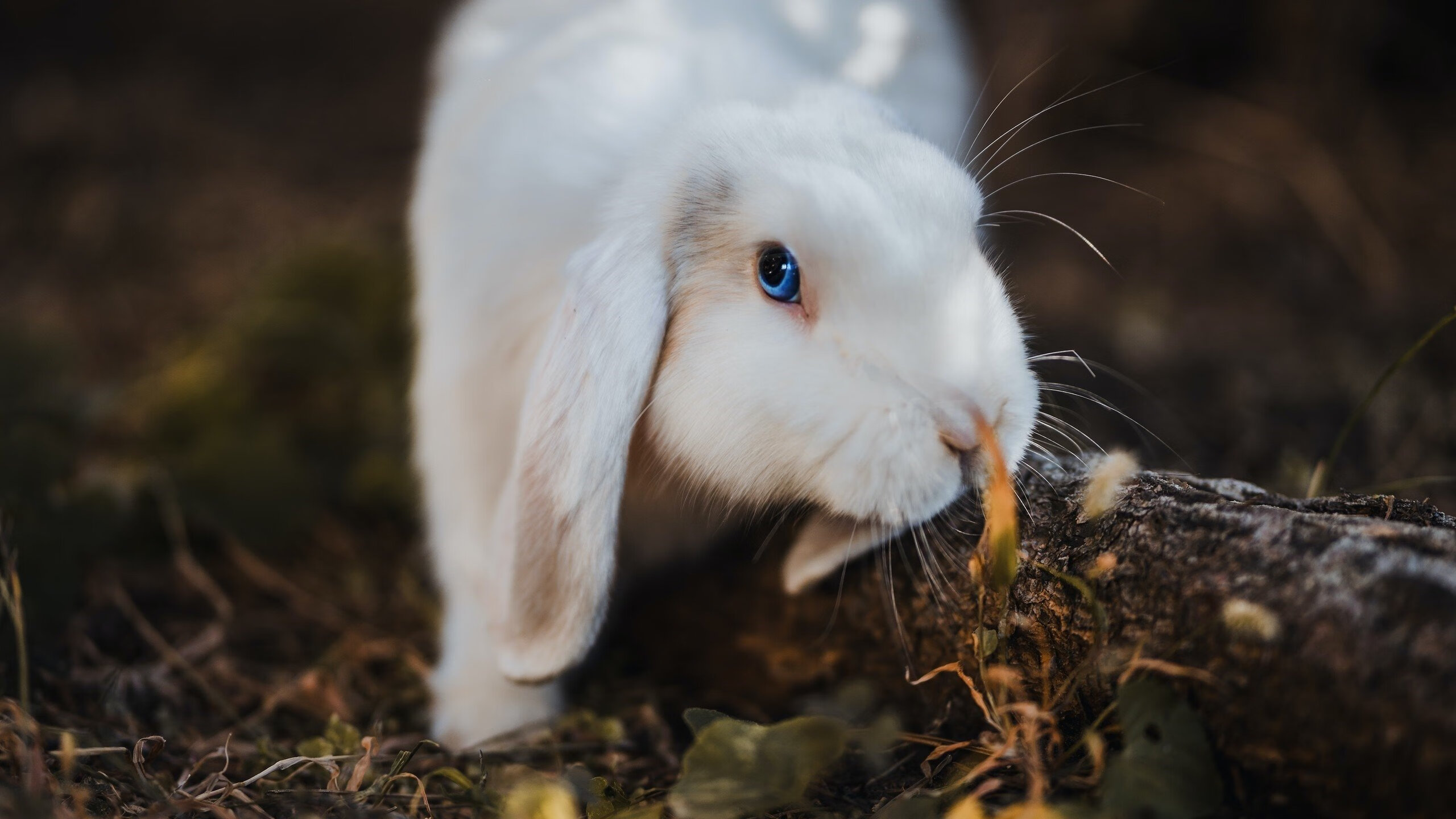 鹈鹕展翅速胜篮网,武切维奇统治级数据诠释禁区霸权