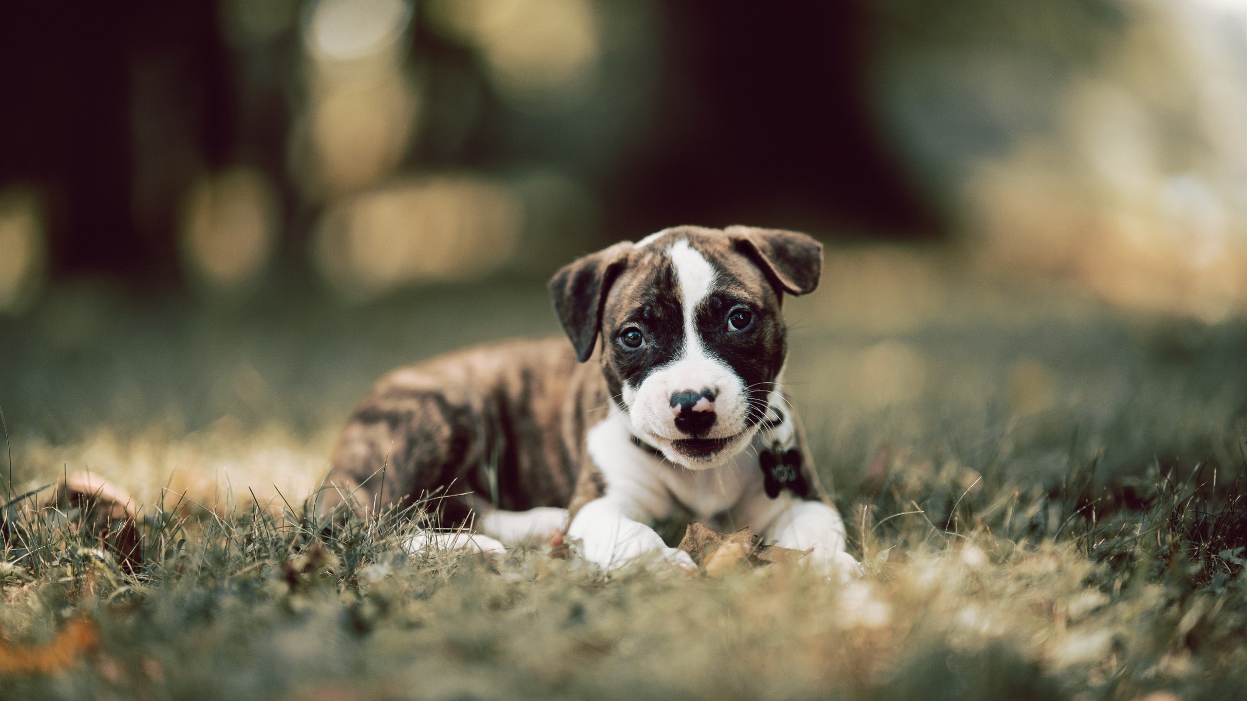 手术刀保罗精确解剖,嗜血老鹰啄碎掘金卫冕梦—悬念未起已终结