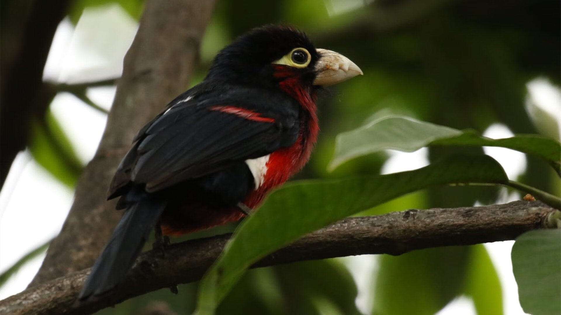 萨内跨界之夜,从安联球场到NBA总决赛的超现实接管