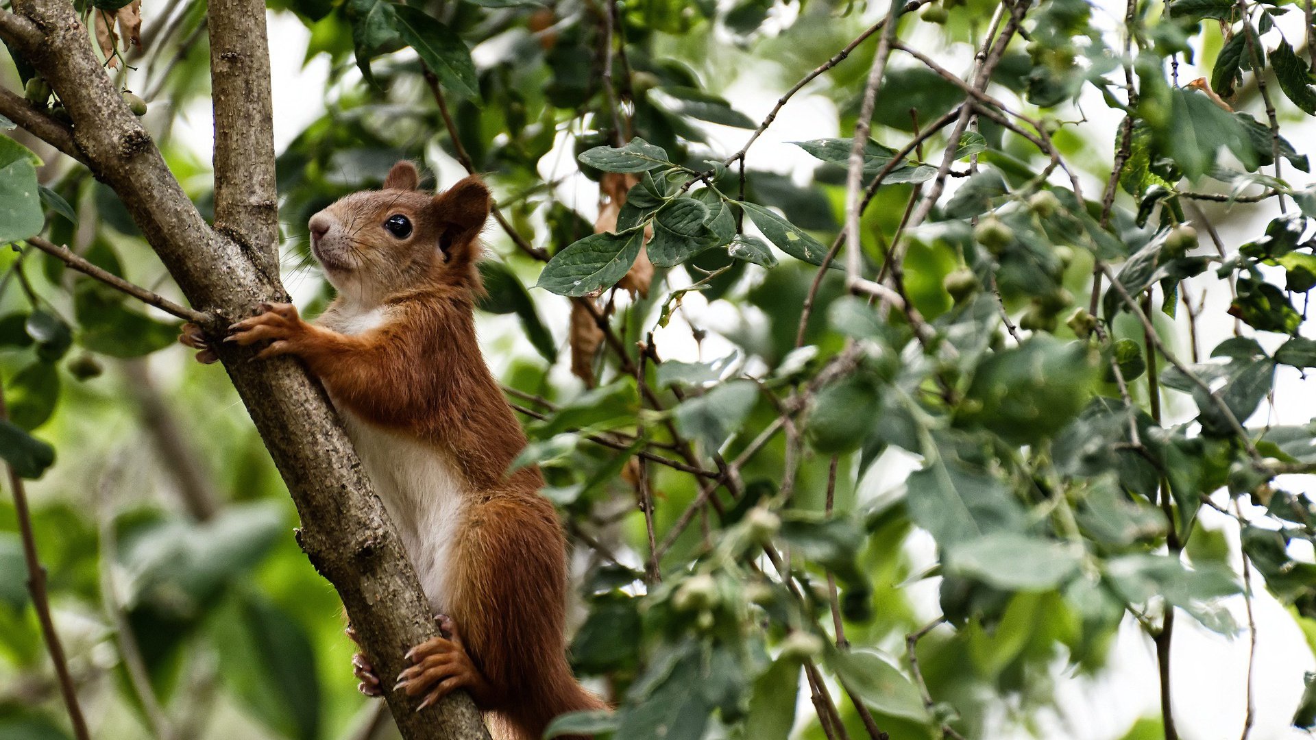 冰与火之歌，英格拉姆冻结广厦，吉林硬仗书写传奇