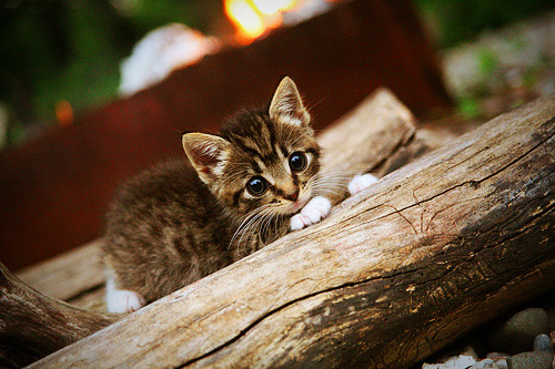 地表战场,从汽油硝烟到绿茵烽火,两种美国式胜利的殊途同归
