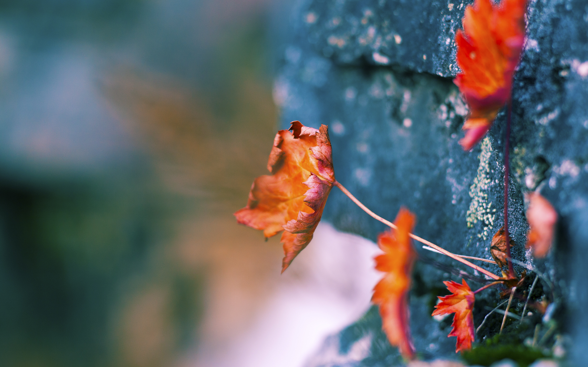 宇宙洪荒，当开拓者在世界排名争夺战中击穿太阳