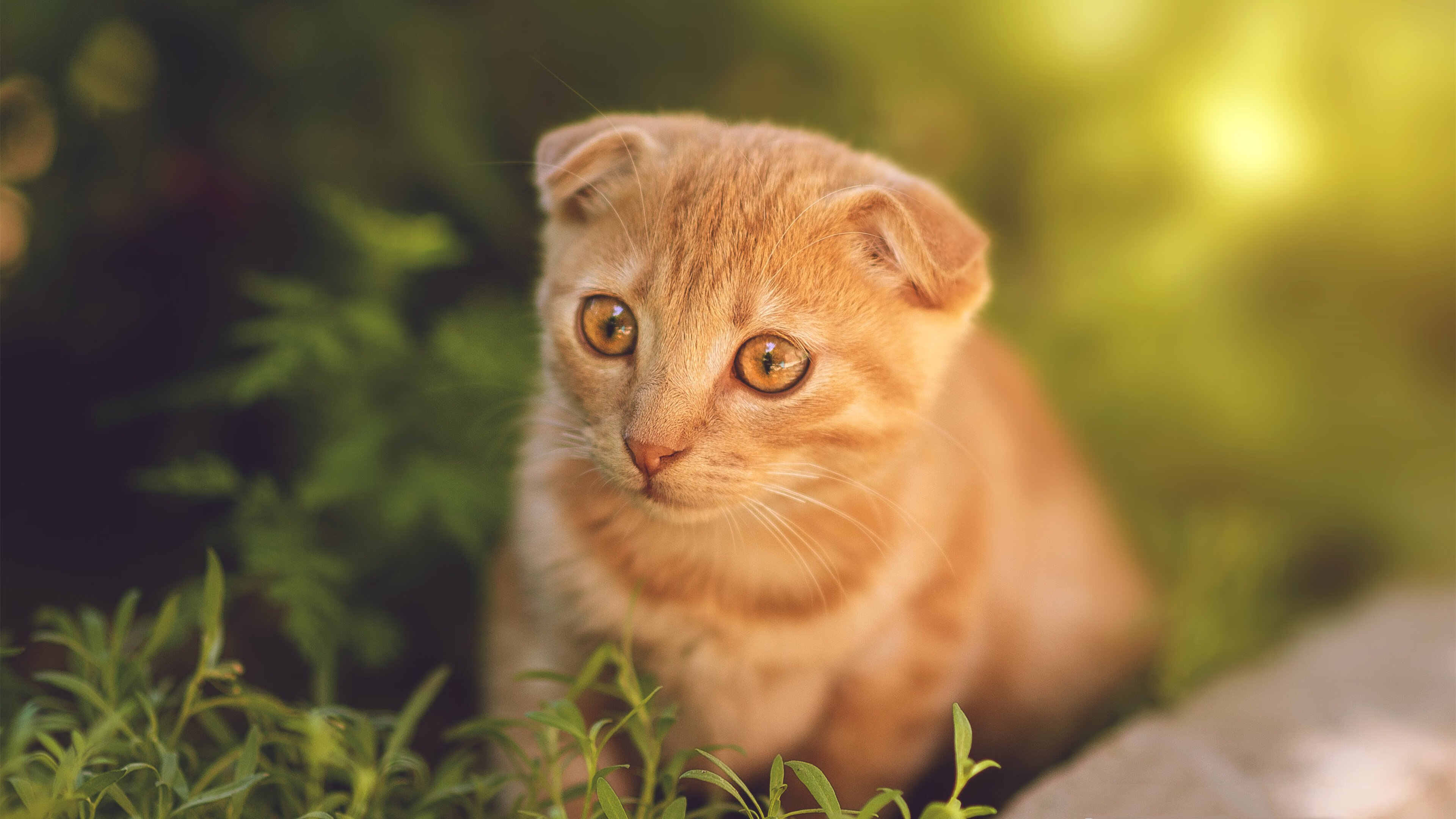 戈贝尔统治禁区引爆独行侠，末节未至悬念已碎的开拓者之殇