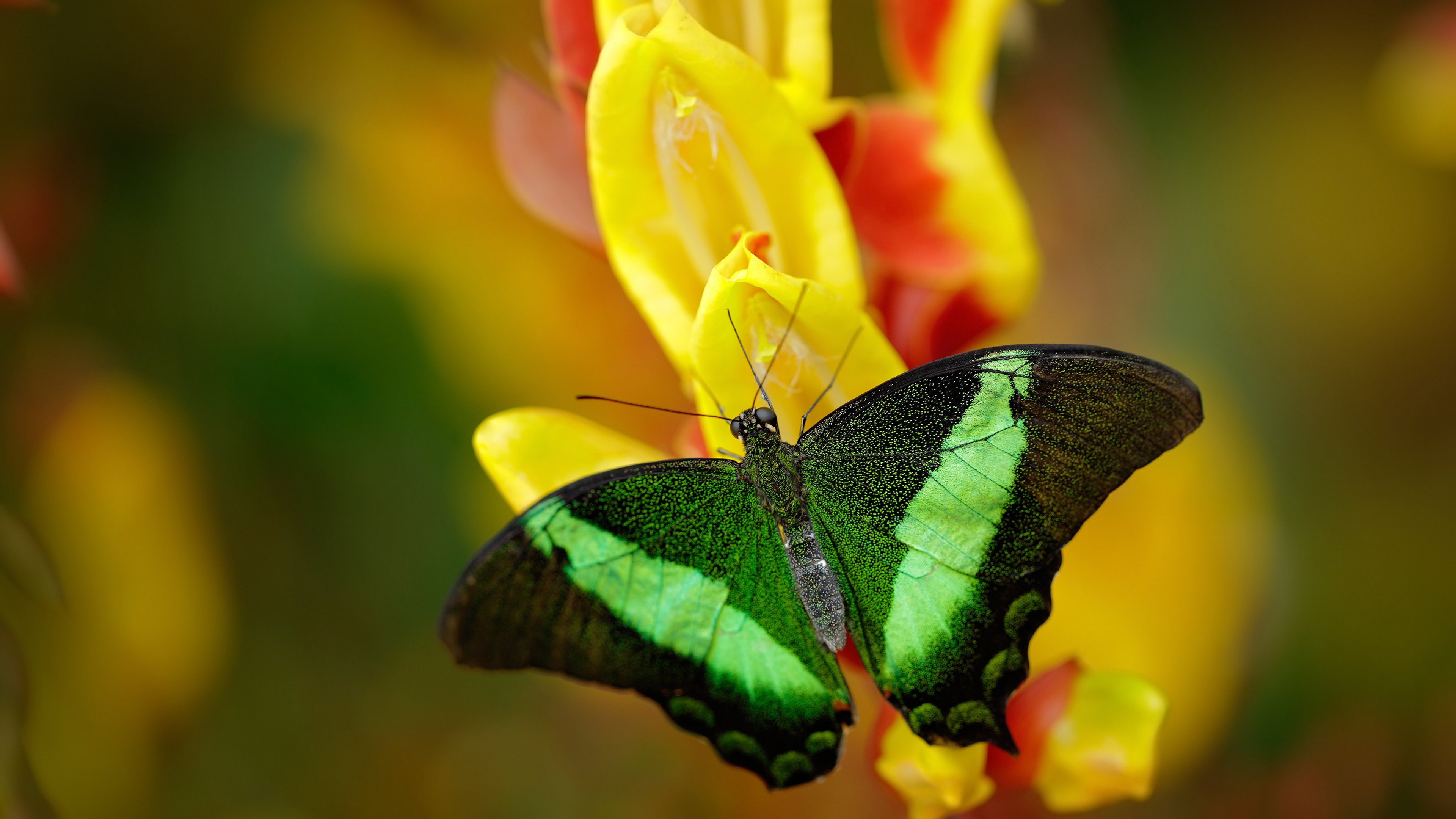西决生死战，沉默者与绝境唯一的回响