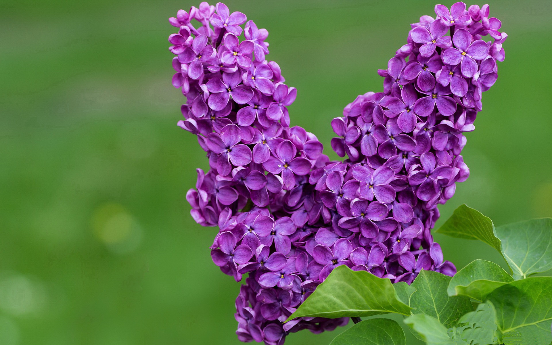 狂胜传奇,巴斯托尼全程高能输出,委内瑞拉足球史诗般击溃美国
