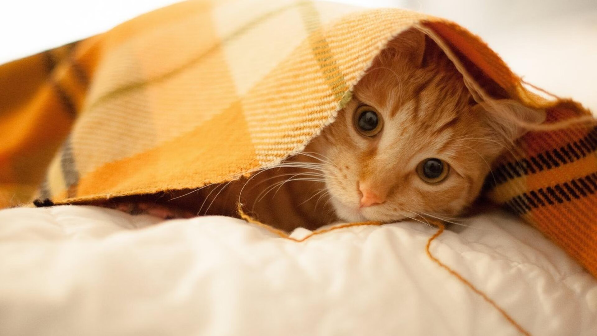 厄德高，以传说之名，执掌洪比之战的隐形之手