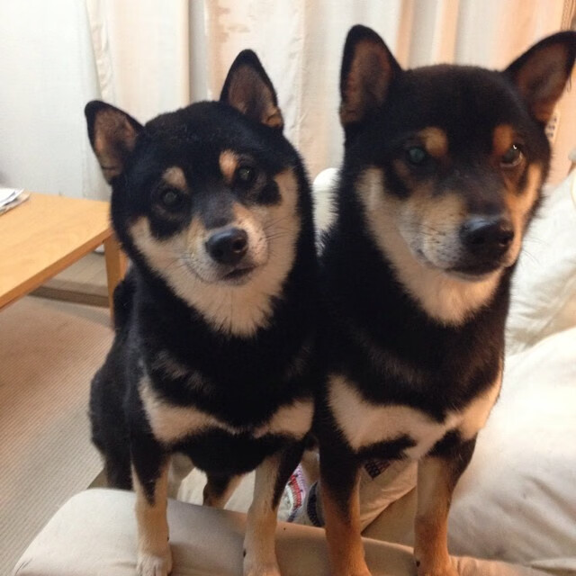 布克独奏，当篮网对阵火箭，一位指挥家如何让比赛成为他的交响诗